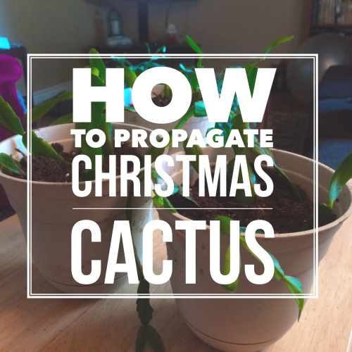 How to Propagate Christmas Cactus | StairStories.com